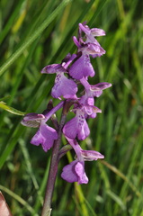 Anacamptis × alata