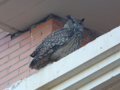 Bubo bubo hispanus