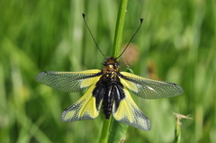 Libelloides coccajus