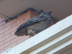 Bubo bubo hispanus