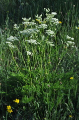 Meum athamanticum