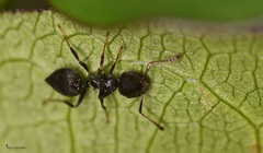Crematogaster ionia