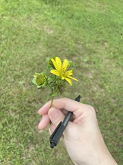 Silphium asteriscus