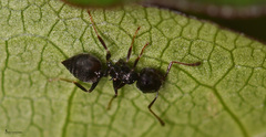 Crematogaster ionia
