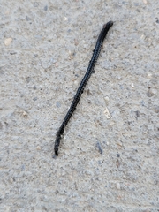Oligochaeta