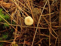 Pseudomarasmius pallidocephalus
