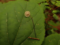 Pseudomarasmius pallidocephalus