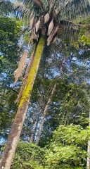 Archontophoenix cunninghamiana