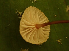 Pseudomarasmius pallidocephalus