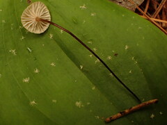 Pseudomarasmius pallidocephalus