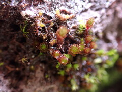 Imbribryum