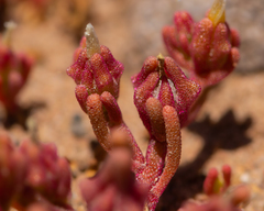 Mesembryanthemum nodiflorum