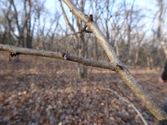 Zanthoxylum americanum