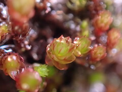 Imbribryum