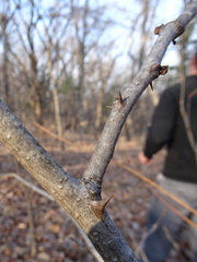 Zanthoxylum americanum