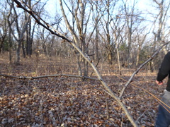 Zanthoxylum americanum