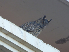 Bubo bubo hispanus