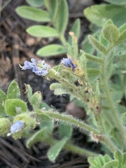 Polemonium californicum