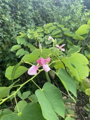 Bauhinia