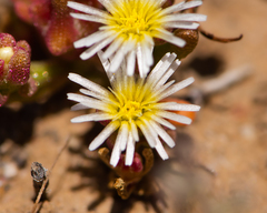 Mesembryanthemum nodiflorum