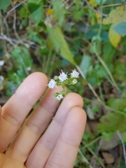 Eupatorieae