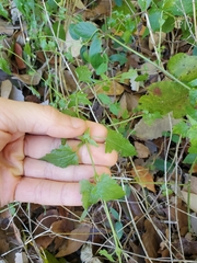 Eupatorieae