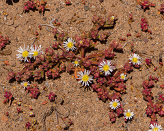 Mesembryanthemum nodiflorum