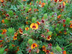 Pultenaea humilis