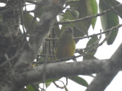 Euphonia fulvicrissa