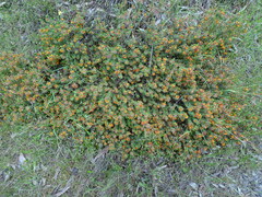 Pultenaea humilis