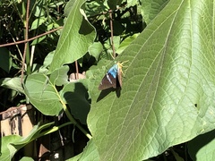 Astraptes fulgerator azul