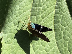 Astraptes fulgerator azul