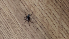 Herpyllus propinquus