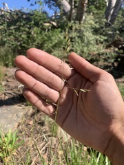 Festuca occidentalis