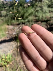 Festuca occidentalis