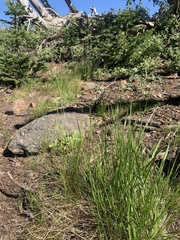 Festuca occidentalis
