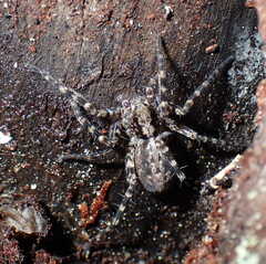 Acantholycosa lignaria