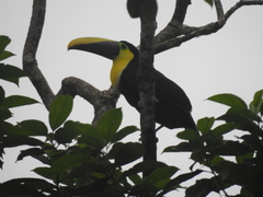 Ramphastos brevis