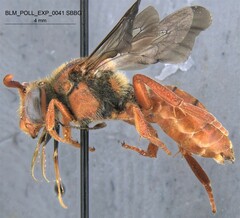 Nomada