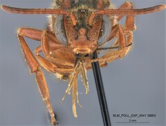 Nomada