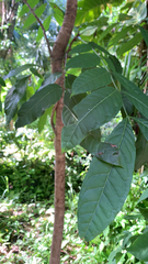 Swietenia macrophylla