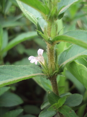 Hygrophila