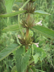 Hygrophila
