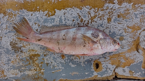 Pacific belted croaker (Paralonchurus rathbuni) — Sciaenidae — 2