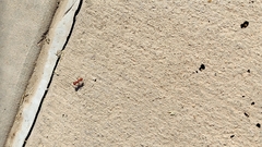 Pogonomyrmex barbatus