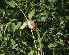 Prinia subflava