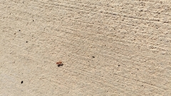 Pogonomyrmex barbatus