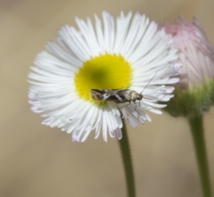 Scythris trivinctella