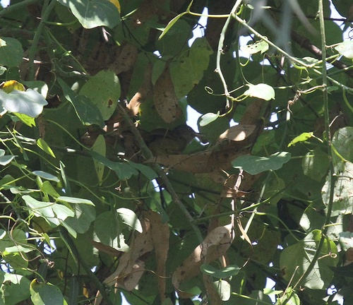 Kretschmer's Longbill