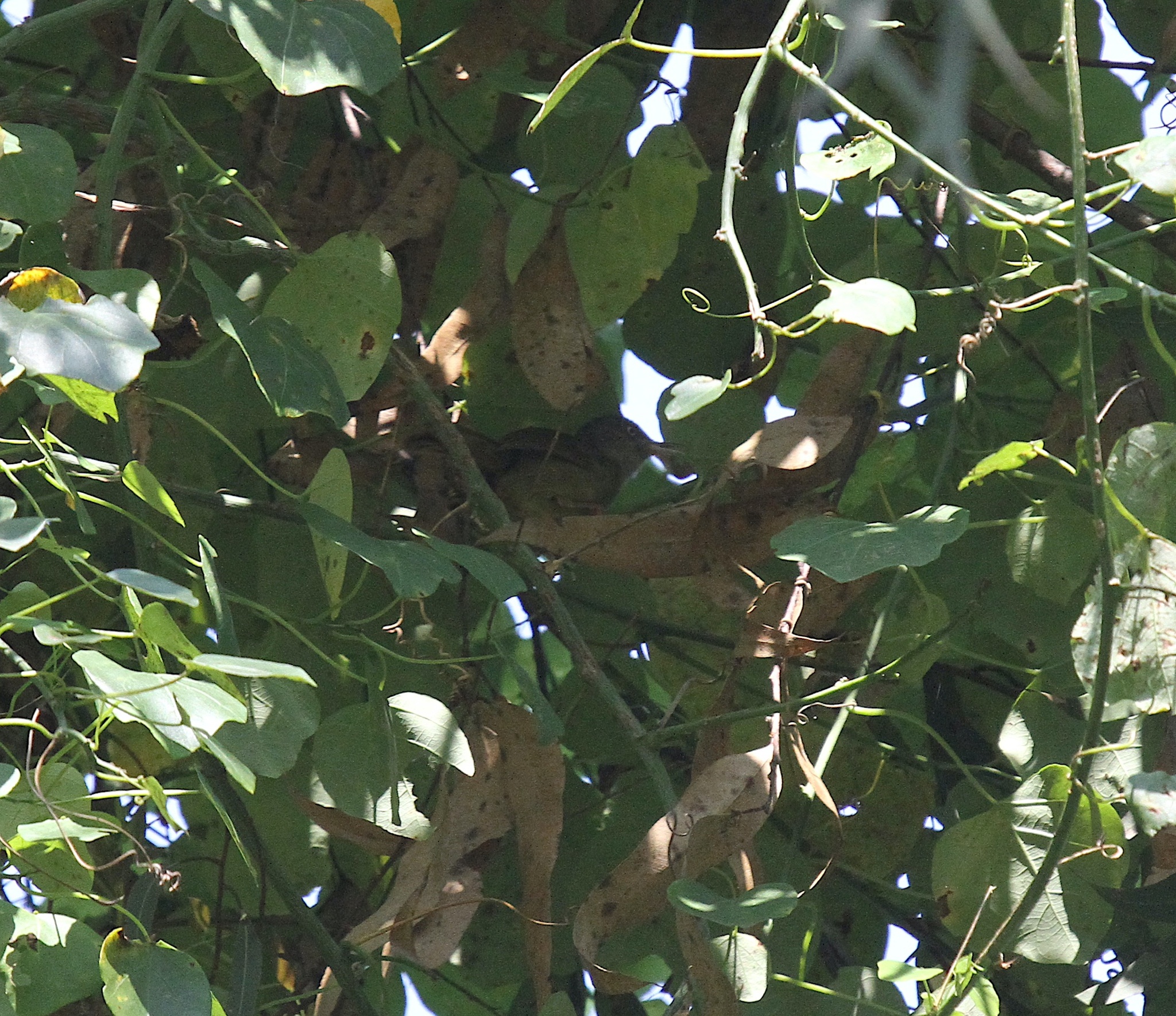 Kretschmer's Longbill illustration